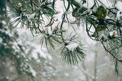 The trees branches with snow in winter Stock Photos