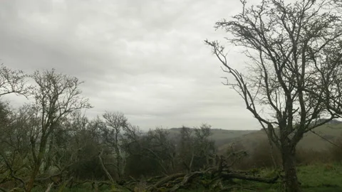 Trees with Branches on South Downs in Southern England Stock Footage 237354508