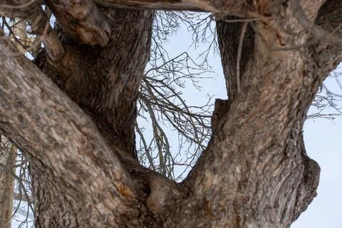 Trees, branches, spring Stock Photos