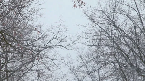 Tree's branches under snowfall. Stock Footage 52461594