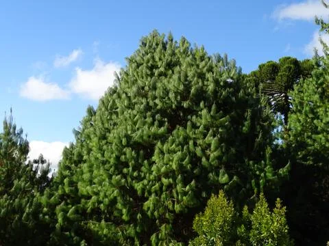 Trees At Brazilian Forest on Mantiqueira Mountains Stock Photos