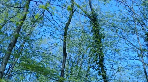 Trees On a Breez Stock Footage 50148547