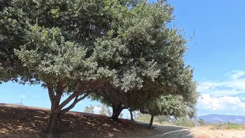 Trees in Breeze California Stock Footage 315419937