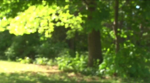 Trees in breeze Stock Footage 311896