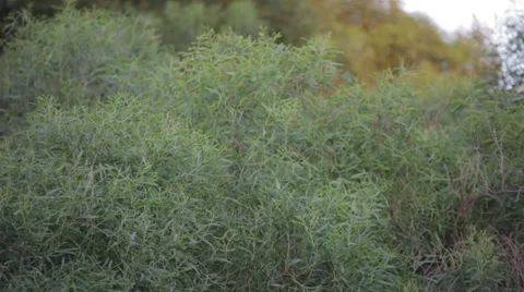 Trees in the breeze Vídeo Stock 27939082