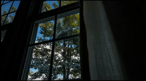 Trees in the breeze time lapse dolly Stock Footage 36651922