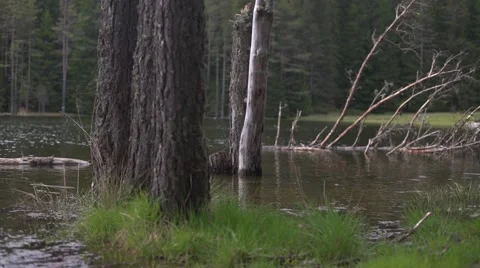 Trees to Brewing Coffee Pan 4K Stock Footage 63976636