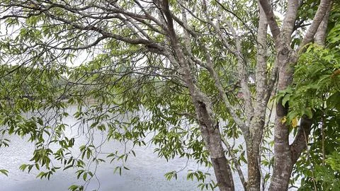 Trees with bright clouds Stock Photos