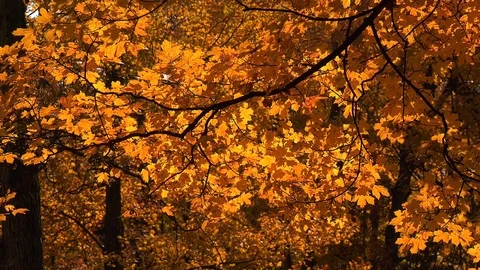 Trees with bright colors during fall Stock Footage