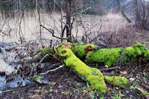 Trees with bright green moss in the forest Stock Photos