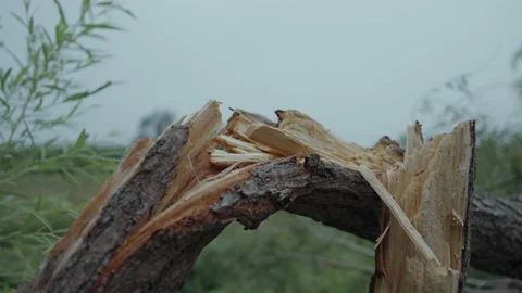 Trees broken by the storm Video stock 235541609