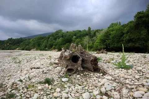 Trees brought down by torrents on the river beach Stock Photos