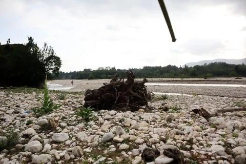 Trees brought down by torrents on the river beach Stock Photos