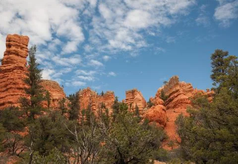 Trees in bryce Stock Photos