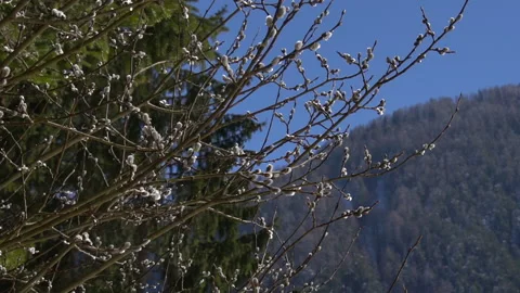 Tree's bud in mountain early spring part 2 스톡 동영상 138207313