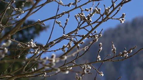 Tree's bud in mountain early spring part 2 스톡 동영상 138207341
