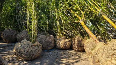 Trees with burlap wrapped root balls ready for planting nursery Stock Photos