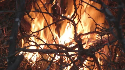 Trees burn in the fire. Night. Sunset Stock Footage 49698502