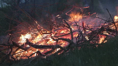 Trees burn in the fire. Night. Sunset Stock Footage 49743462