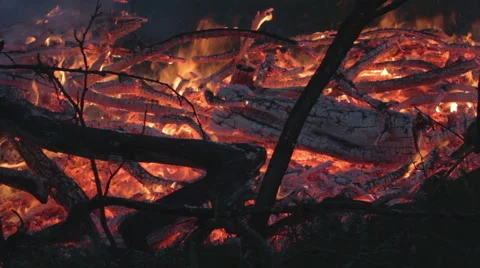 Trees burn in the fire. Night. Sunset Stock Footage 49878286