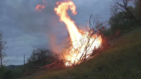 Trees burn in the fire. Night. Sunset Stock Footage 49892352
