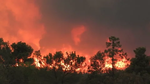 Trees burn flames wildfire Fairview fire nature destruction global warming Stock Footage 219927467