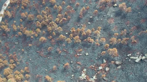 Trees burned by fire Stockbeeldmateriaal 202627568