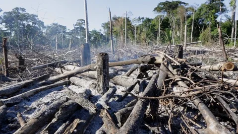 Trees burning on deforestation fire in the Amazon Rainforest Stock Footage