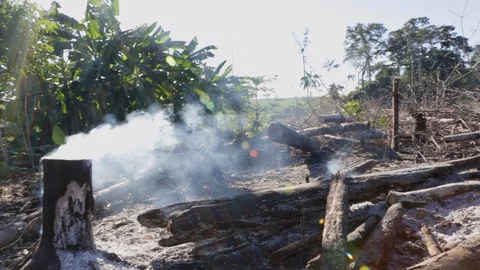 Trees burning on deforestation fire in the Amazon Rainforest Stock Footage 128777345