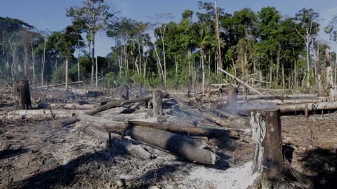 Trees burning on deforestation fire in the Amazon Rainforest Stock-Footage 128777394