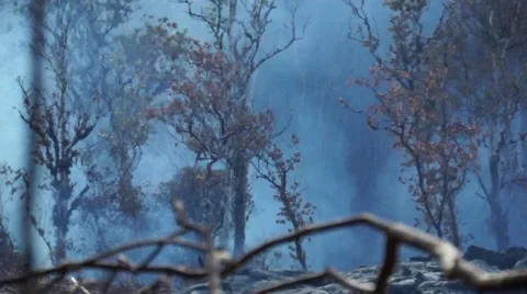 Trees burning in forest as lava advances - Kilauea Hawaii Stock Footage 49701310