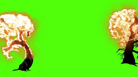 Trees Burning Green Screen HD Video stock 256186810