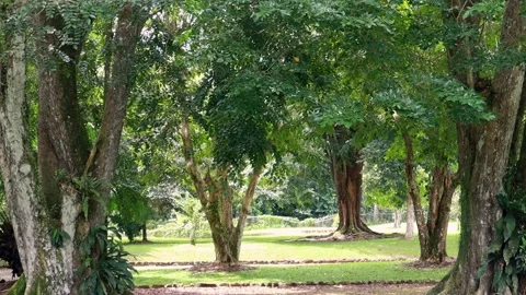 Trees at the Caguana Indigenous Site Stock Footage 312410268