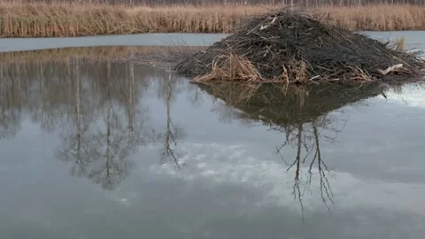 Trees can be seen reflecting in a beaver pond next to large beaver house  Stock Footage 142698730