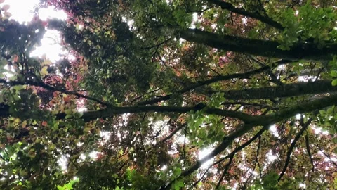 Trees Canopy 001 Stock Footage 197583984