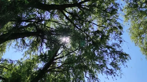 Trees canopy Stock-Footage 138267034
