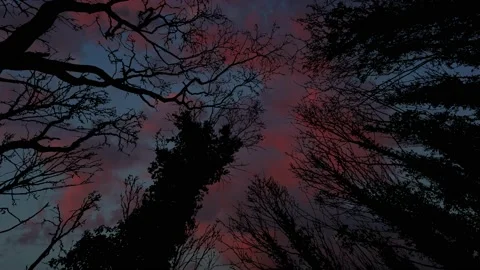 Trees Canopy Silhouette Forest Branches Woods, Video stock 238413760
