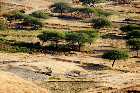 Trees cape at Lenhadri Stock Photos