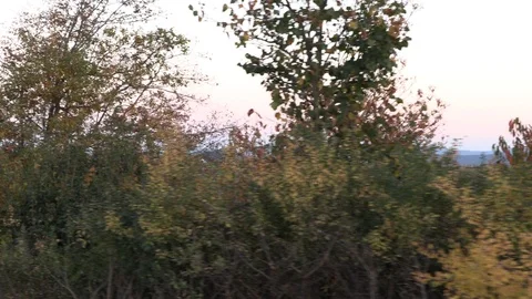 Trees from a car window Vidéo 96758608