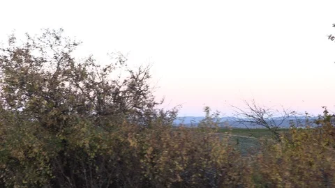 Trees from a car window Stock Footage 96760722