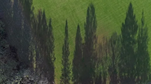 Trees cast long shadows over curving grassy field Stock Footage 119994707