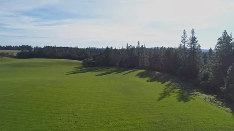 Trees cast long shadows over curving grassy field Stock Footage 119994788