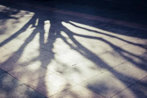 Trees cast a shadow over the pavement. Stock Photos