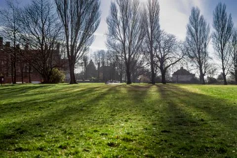 Trees casting shadows in the park Stock Photos
