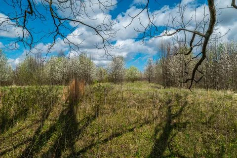 Trees casting shadows Foto stock