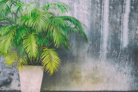 Trees in cement pots with cement background Stock Photos