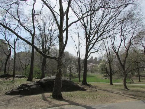 Trees in the Central Park Park Stock Photos