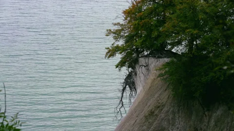 Trees On Chalk Cliff In Front Of Ocean Stock Footage 37208290