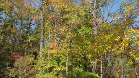 Trees changing color in the forest in the fall Stock Footage 283503510