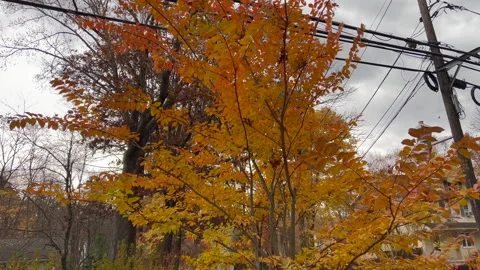 Trees changing color in the garden in autumn Stock Footage 282928317